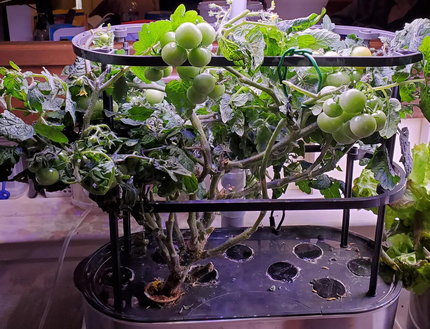 Update #46: Here are a couple of AG photos taken today. The first is my pepper farm (Burpee Mocha Swirls, Burpee Poblano, Or…