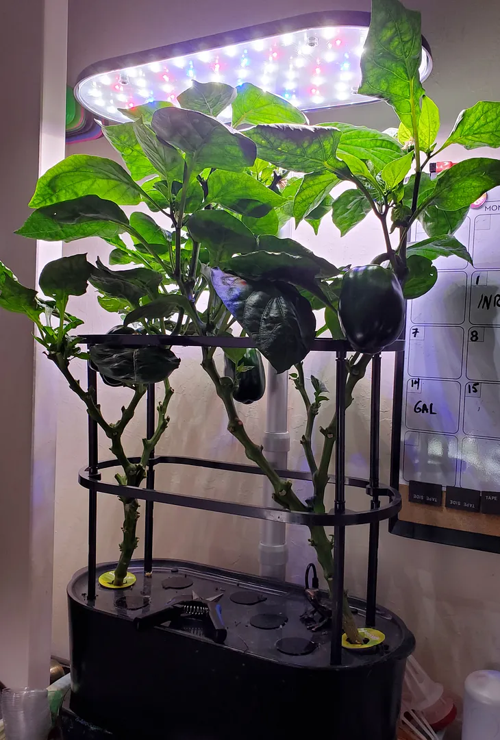 Update #11: My Poblano peppers are growing slowly, though they are beginning to produce blooms.The Banana and Bell peppers i…