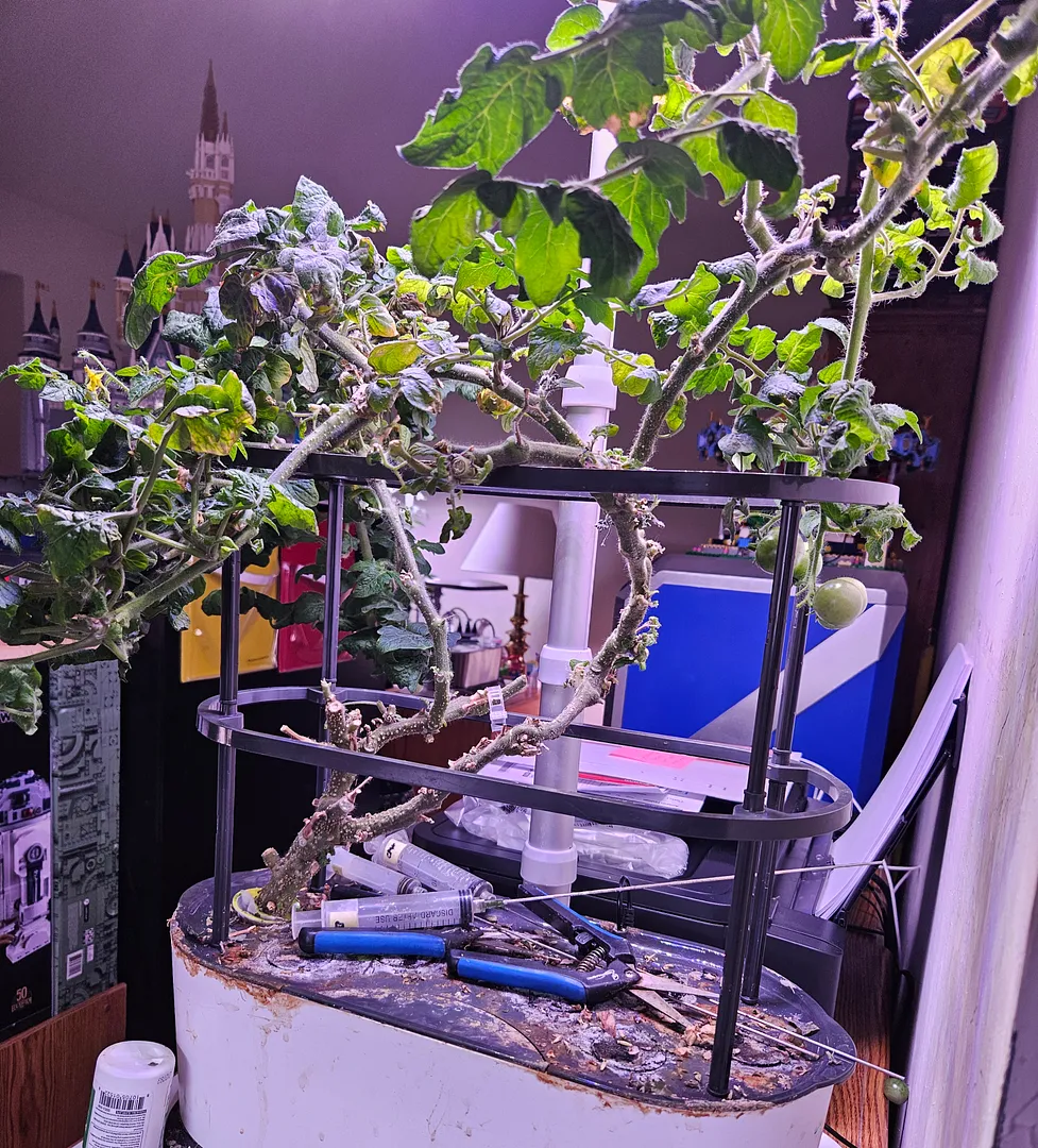 Update #80: Here are a couple of photos of my oldest Veranda Red tomato, which is still producing at 376 days! I just pruned…