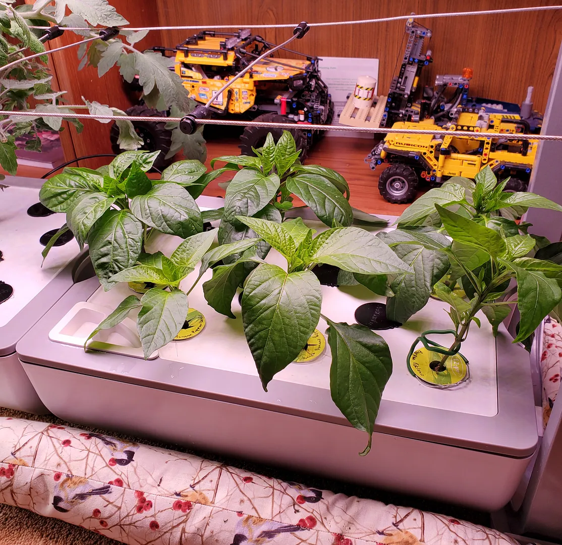 Update #44: Today I ended the highly productive banana and bell peppers at Day 318. The roots (3 views below) didn't look at…