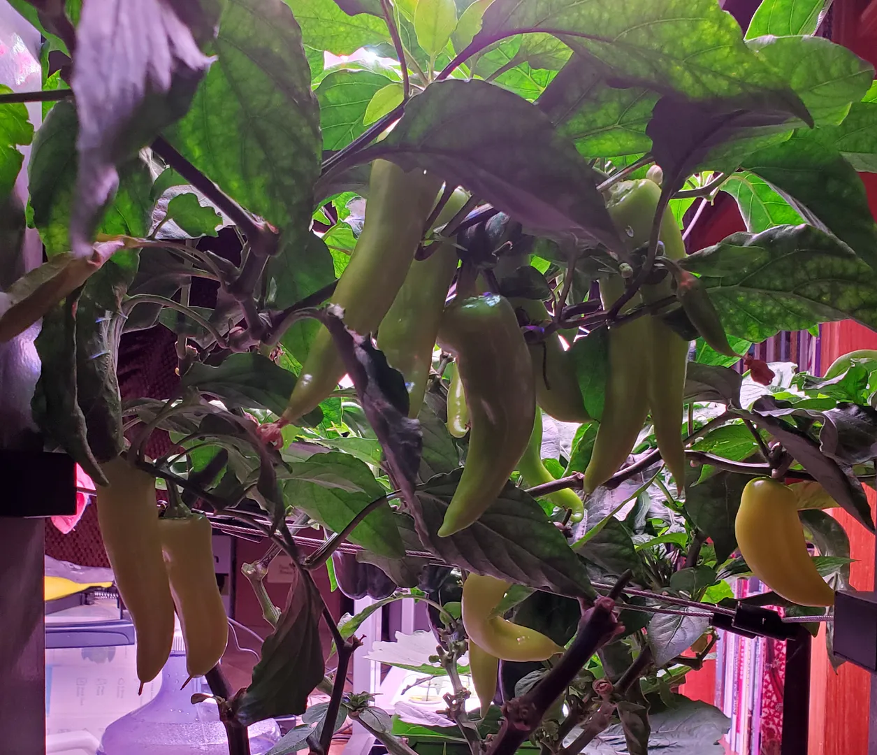 Update #11: My Poblano peppers are growing slowly, though they are beginning to produce blooms.The Banana and Bell peppers i…