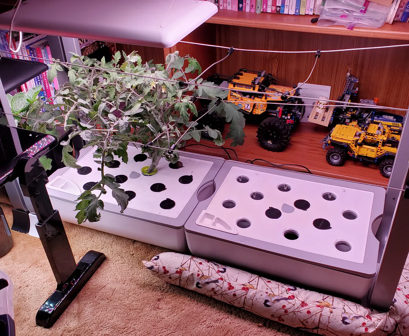 Update #44: Today I ended the highly productive banana and bell peppers at Day 318. The roots (3 views below) didn't look at…