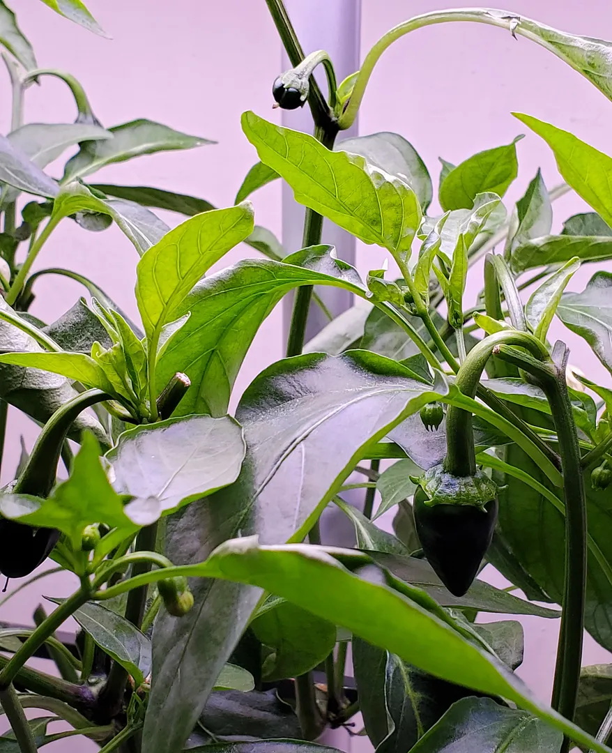 Update #32: The Poblanos looked like this in December, and they look pretty much the same now (1/17/22). However, I've remov…