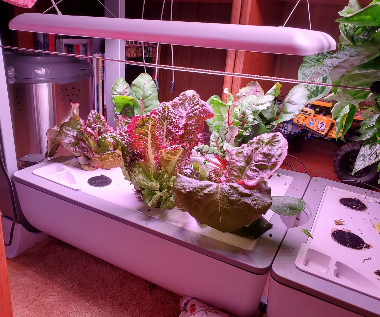 Update #3: My banana pepper plant has several more harvestable peppers. This is the third crop in 130 days. It shares the r…