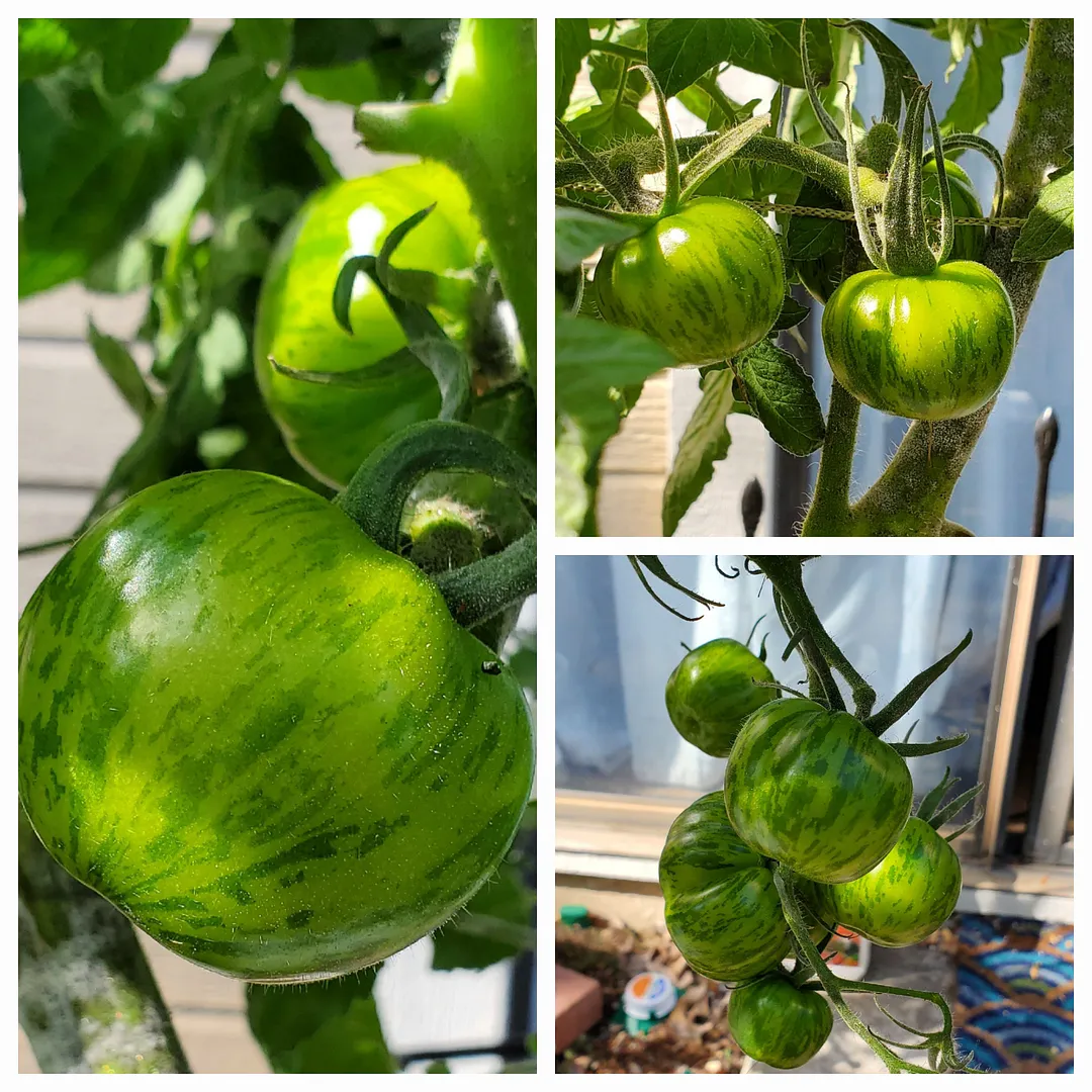 Update #62: The outdoor Green Zebra tomatoes are a disappointment. They are growing well in the EarthBox, but they're produc…