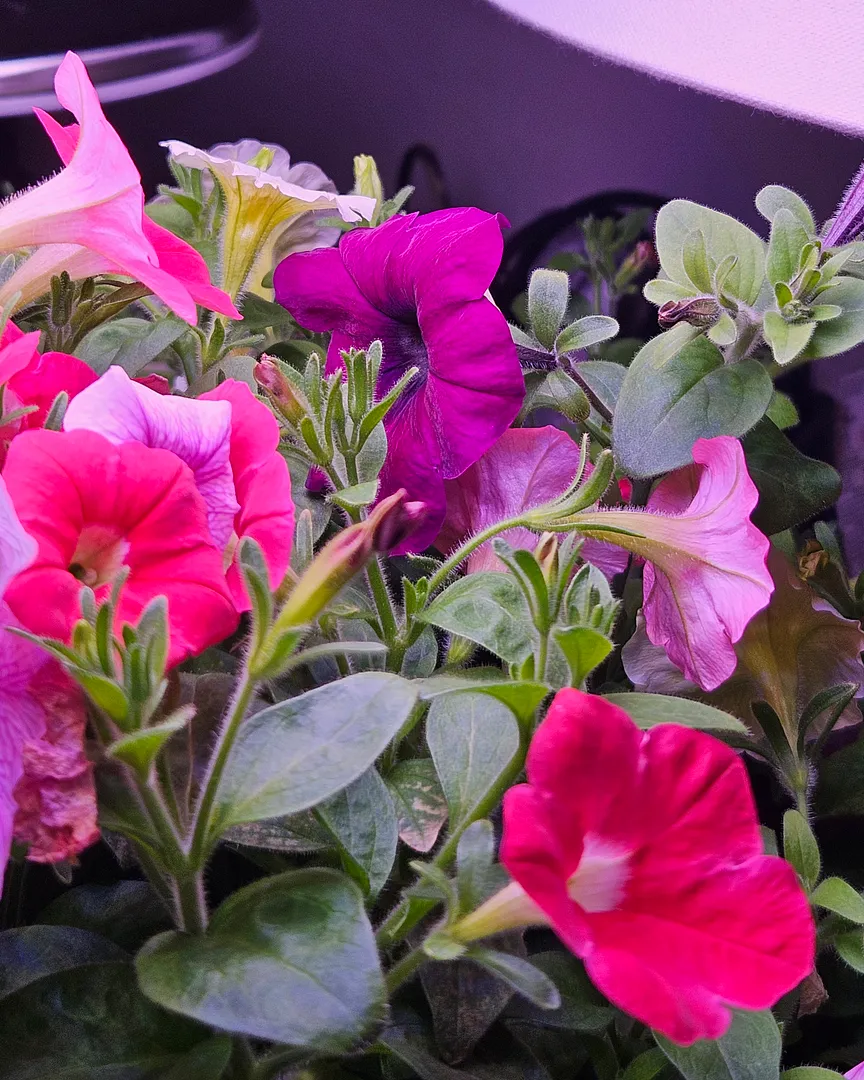 Update #79: The petunias continue to delight! I definitely need to get more of the Double Cascade petunia for my outdoor dis…