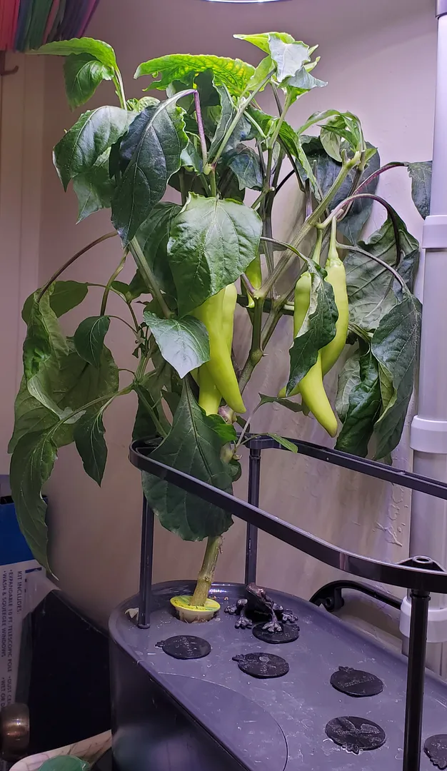 Update #41: Today I took out the Shishito pepper. It was covered with peppers and blooms, but I have more peppers right now …