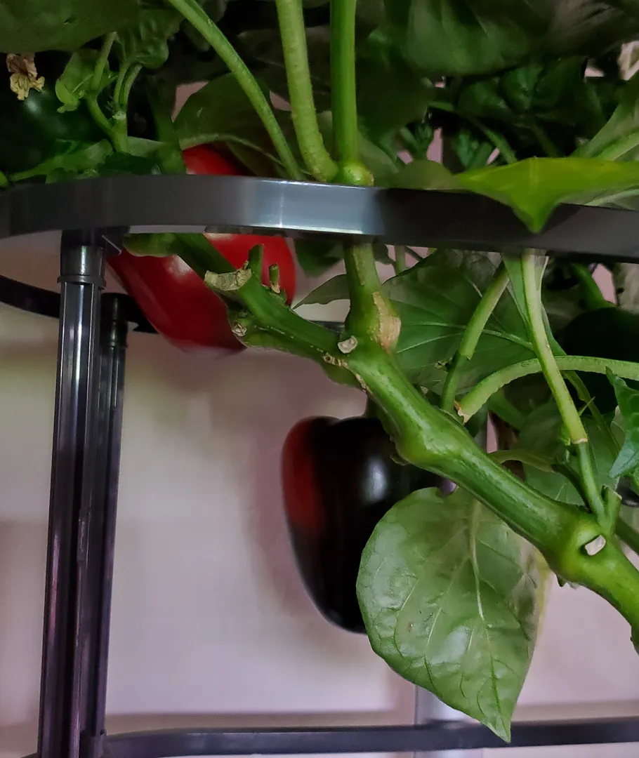 Update #26: campingcorgis , Suggestions for using fresh jalapenos are welcome, now that the plants are bearing fruit. I had …