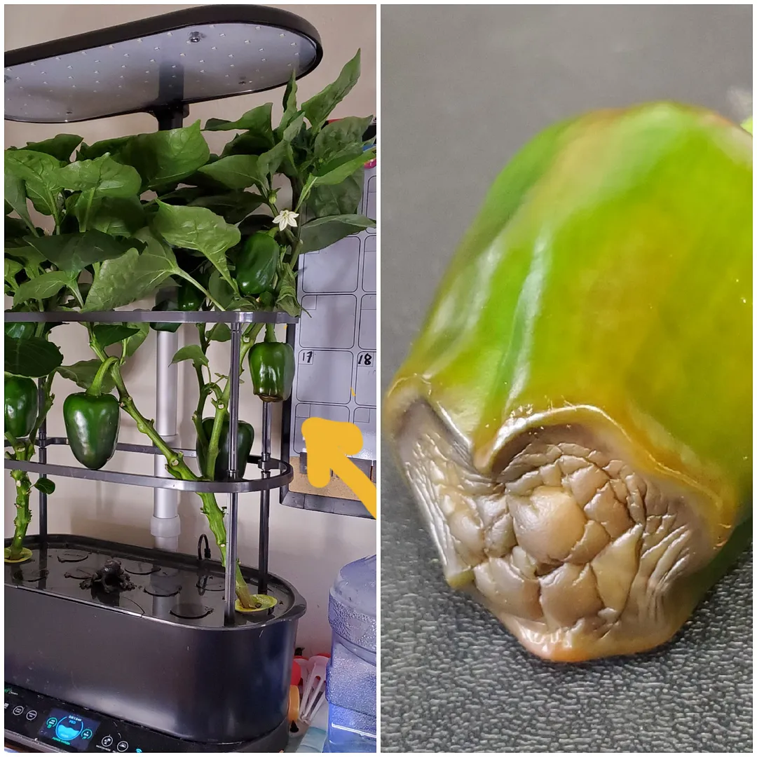 Update #10: Today I pruned all of my pepper plants. I'm finding it difficult to understand how pepper and tomato plants grow…