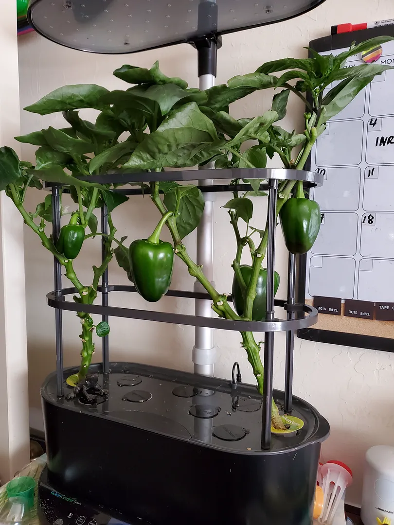 Update #6: The bell peppers in my upstairs Bounty are growing, but very, very slowly. Perhaps it is too warm for them? It c…