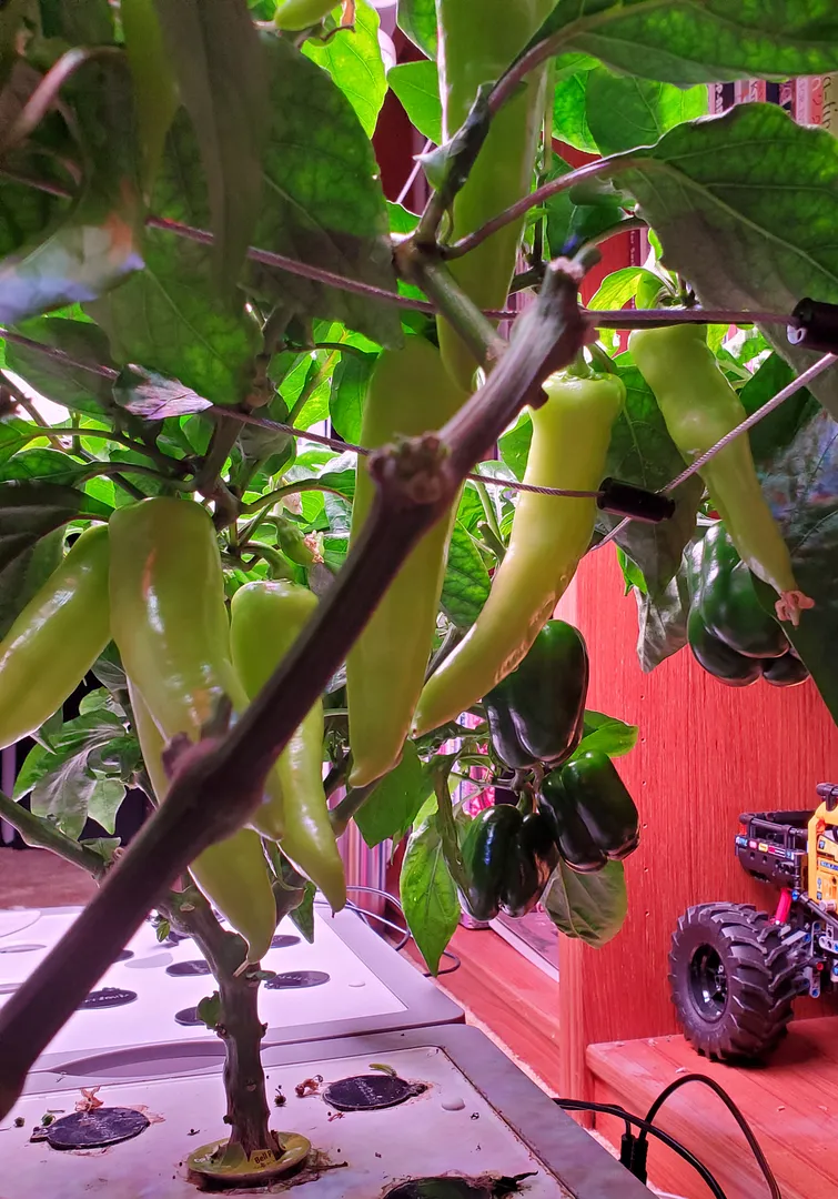 Update #7: The banana pepper (aka "Poblano") continues to produce like there's no tomorrow. Photos below. The bell pepper t…