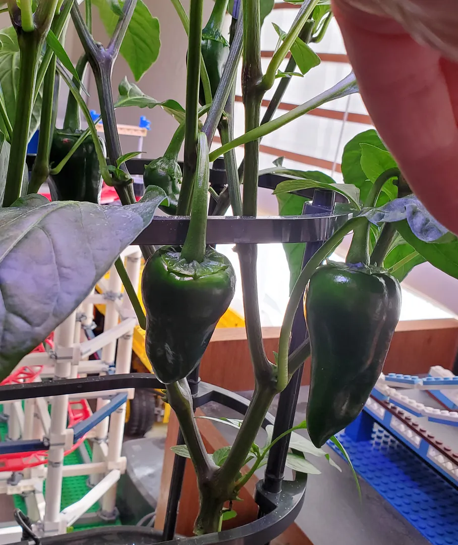 Update #21: For some reason, at Day 87 the Poblano peppers in the upstairs Bounty are still reluctant to bear fruit. One pla…