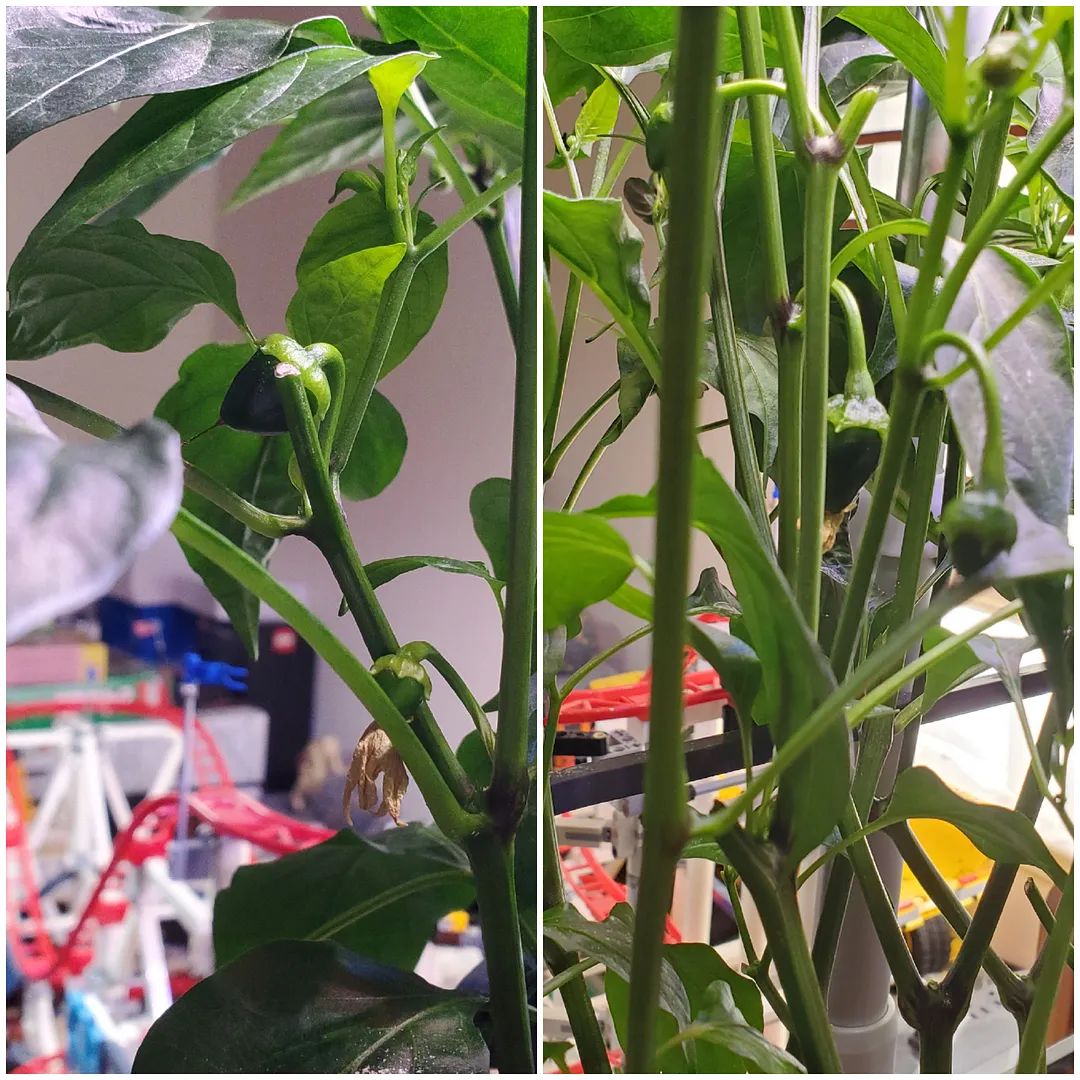 Update #21: For some reason, at Day 87 the Poblano peppers in the upstairs Bounty are still reluctant to bear fruit. One pla…