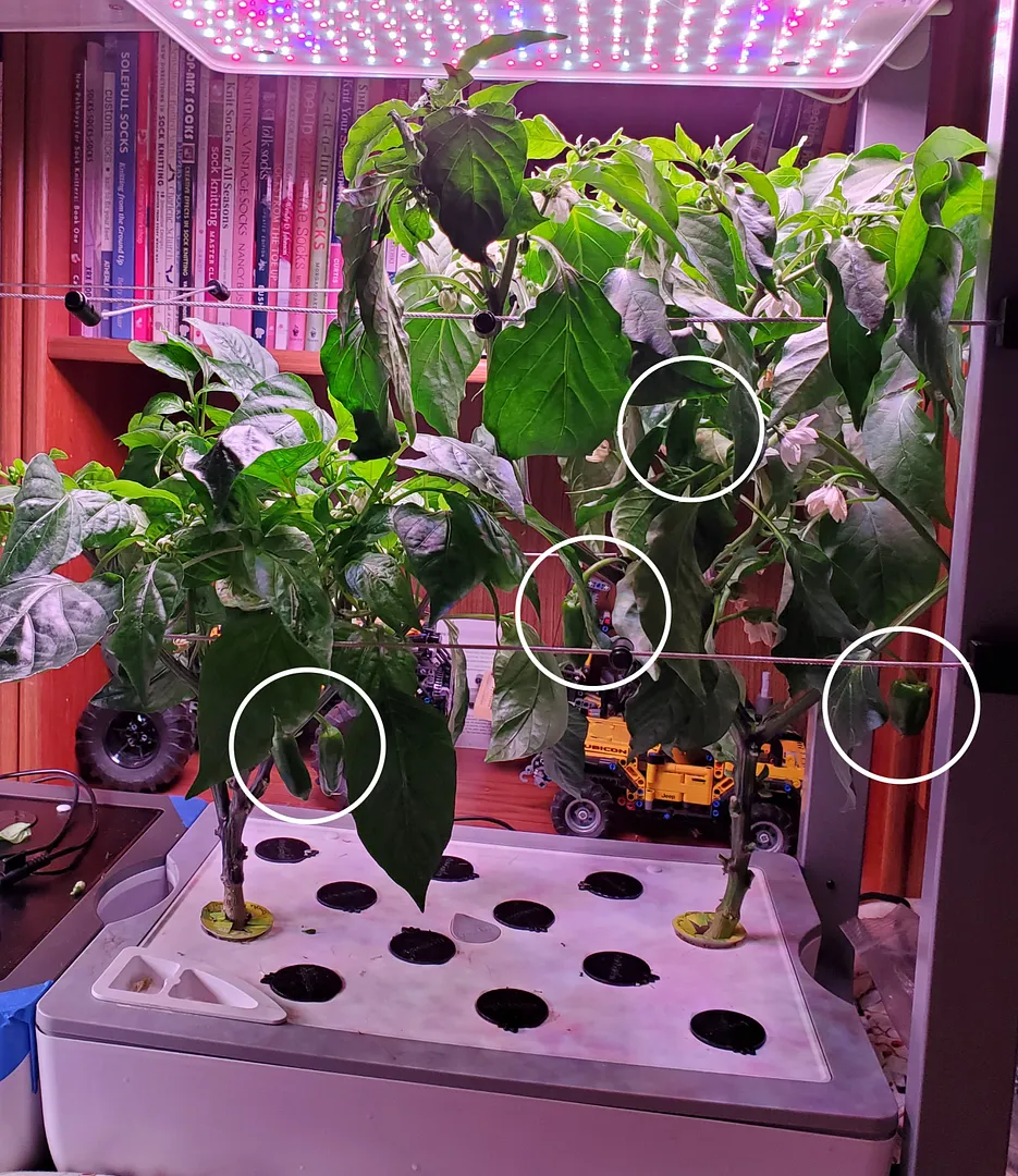 Update #50: My two pepper gardens have been reduced from seven to four pepper plants. Yesterday I took out the weakest of th…