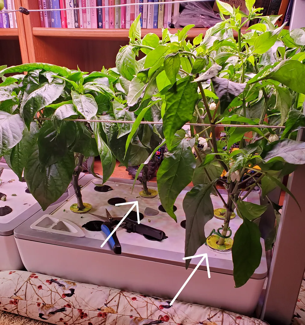 Update #50: My two pepper gardens have been reduced from seven to four pepper plants. Yesterday I took out the weakest of th…