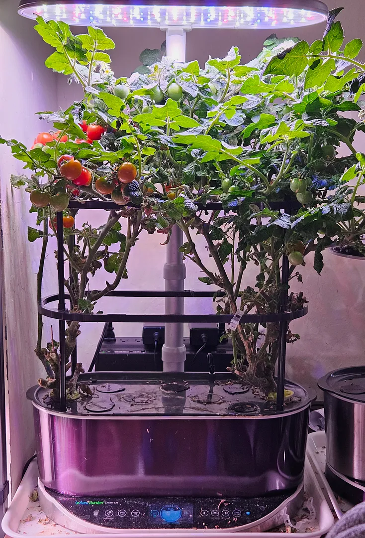Update #81: This is how my oldest Veranda Red tomato plant looks today:This is how it looked 12 days ago after pruning:The l…