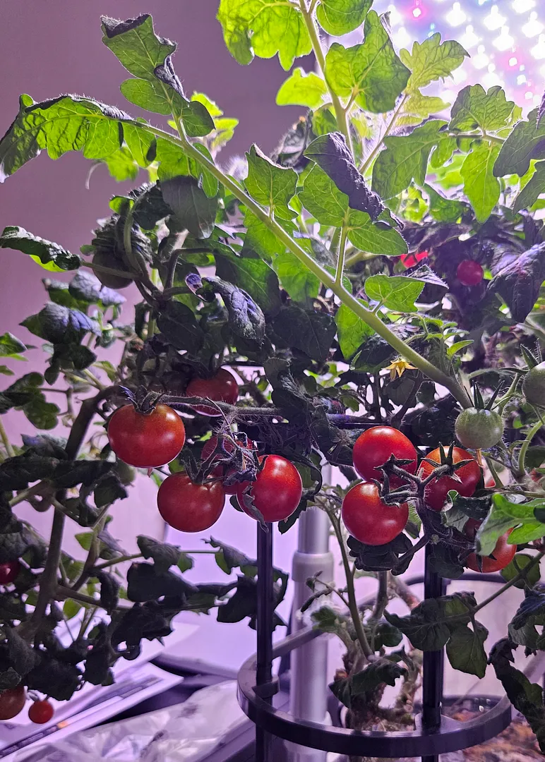 Update #81: This is how my oldest Veranda Red tomato plant looks today:This is how it looked 12 days ago after pruning:The l…