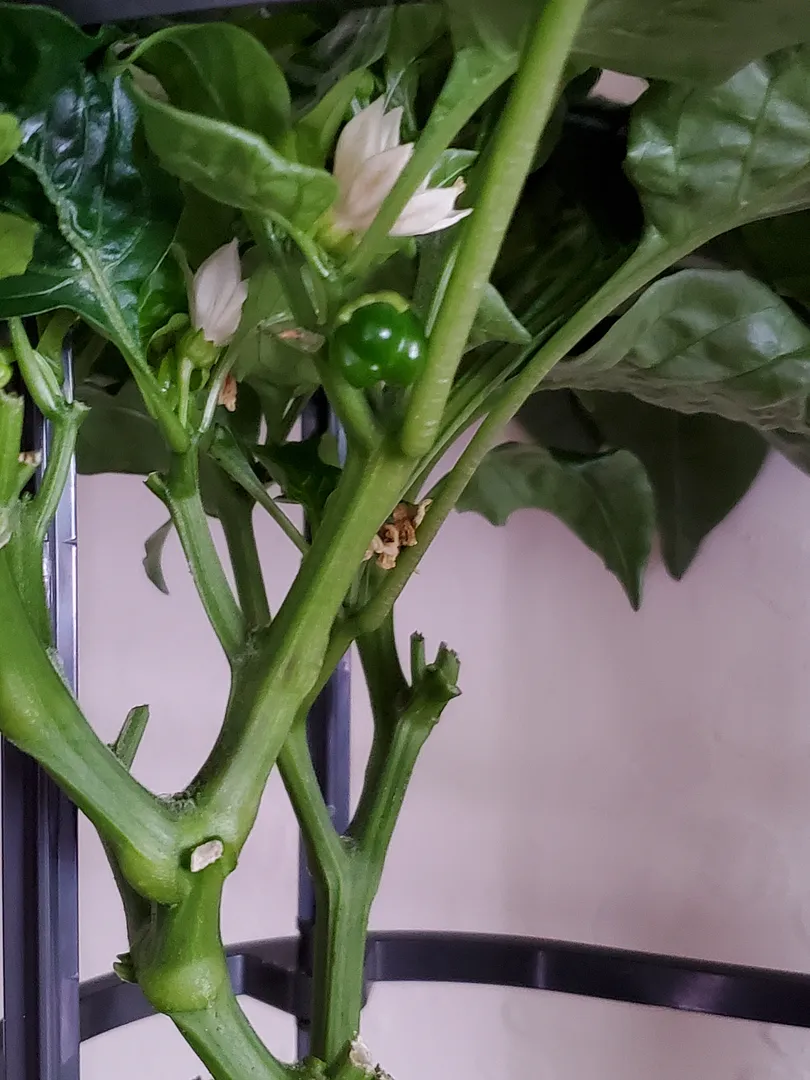 Update #5: The reluctant peppers are trying. The three peppers on the righthand plant are growing slowly. The lefthand plan…