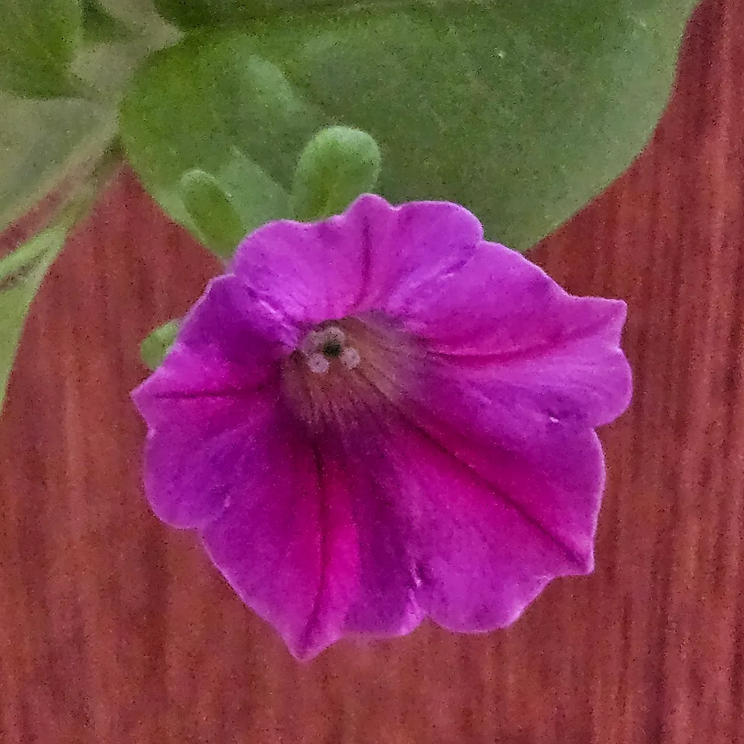 Update #79: The petunias continue to delight! I definitely need to get more of the Double Cascade petunia for my outdoor dis…