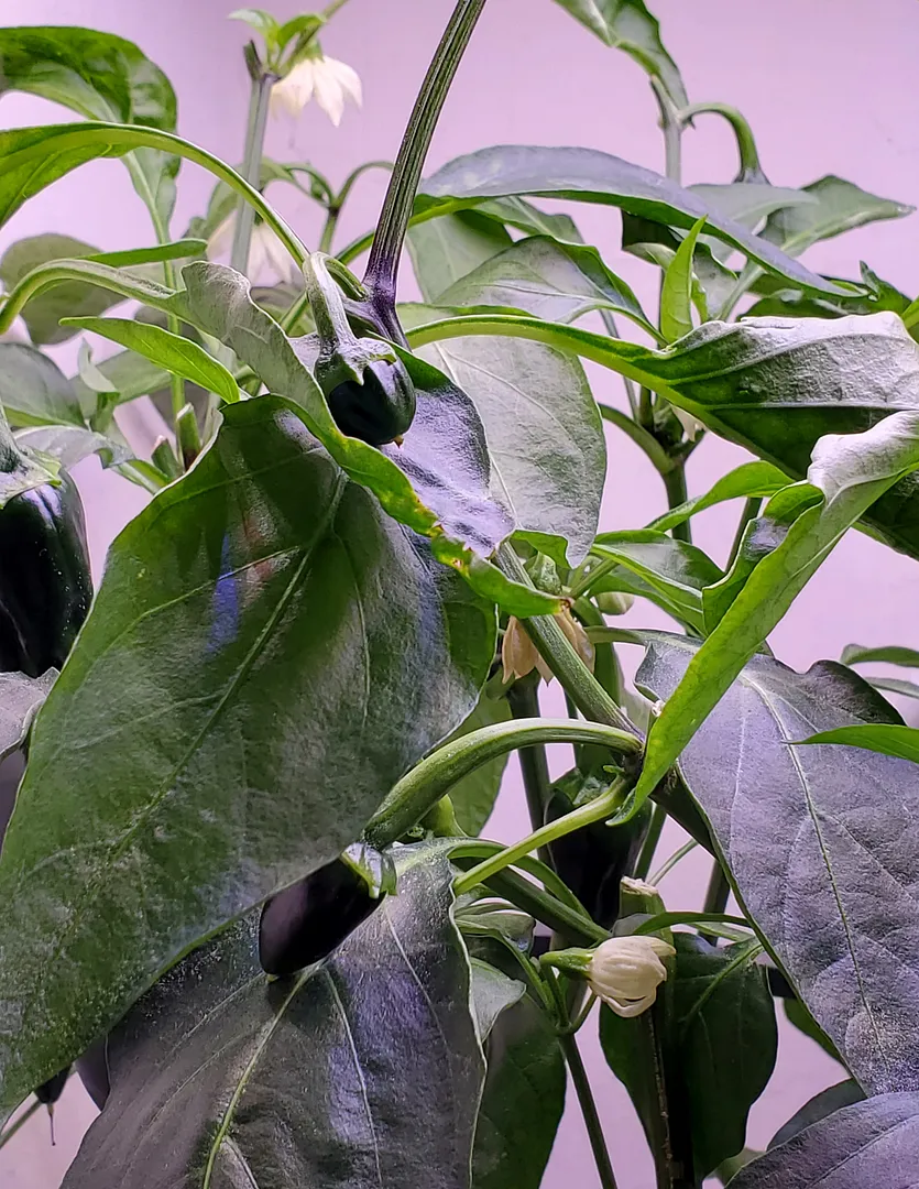 Update #32: The Poblanos looked like this in December, and they look pretty much the same now (1/17/22). However, I've remov…