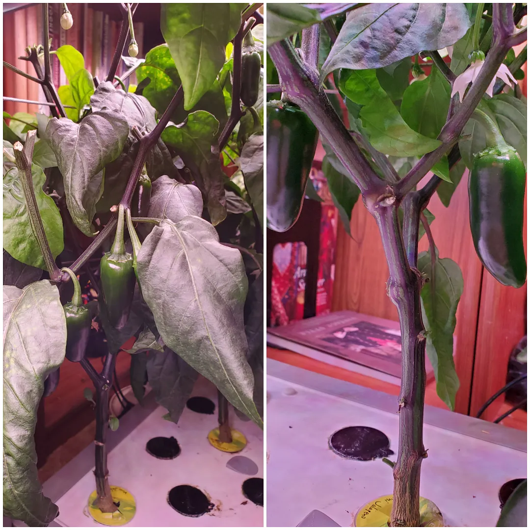 Update #26: campingcorgis , Suggestions for using fresh jalapenos are welcome, now that the plants are bearing fruit. I had …