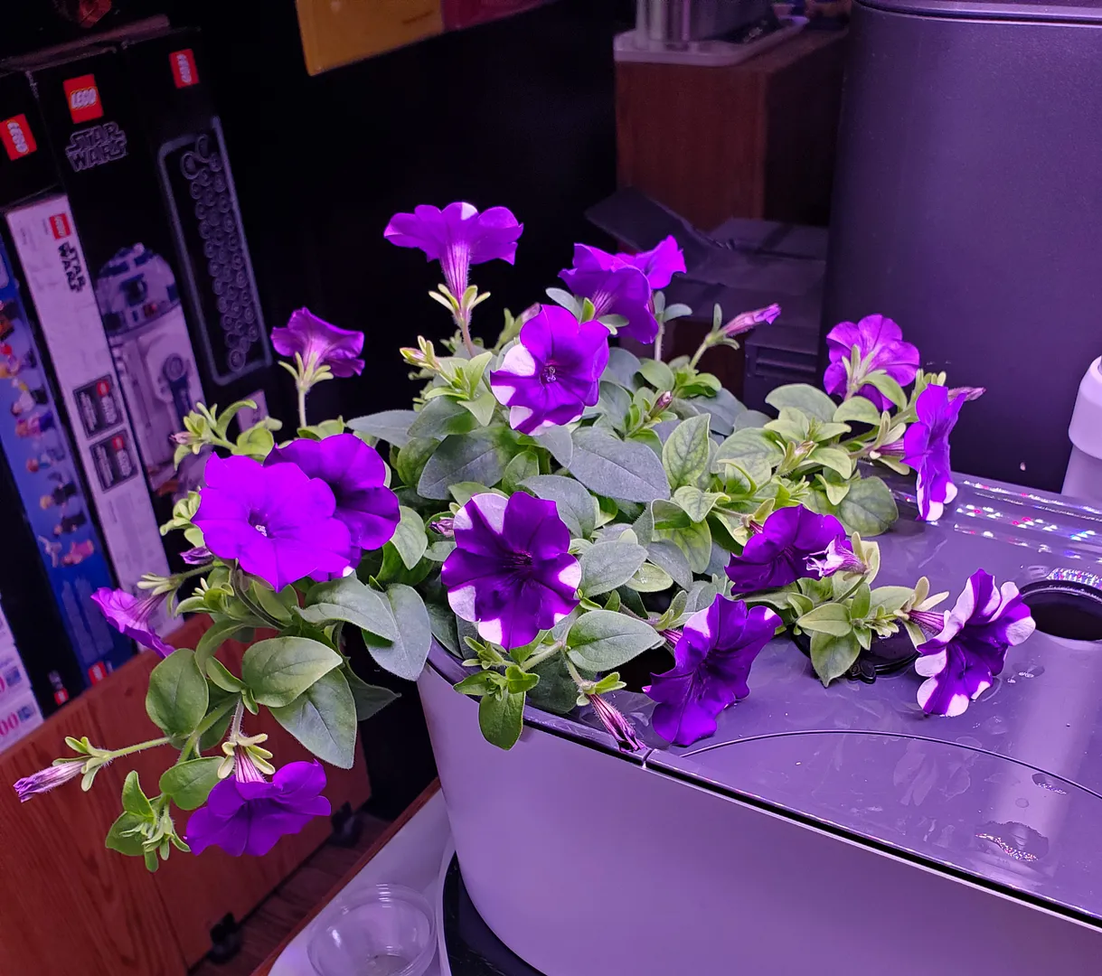 Update #1: Today, after 45 days, I transplanted four dianthus pods from a wireless Bounty to pots outdoors. I left the Wave…