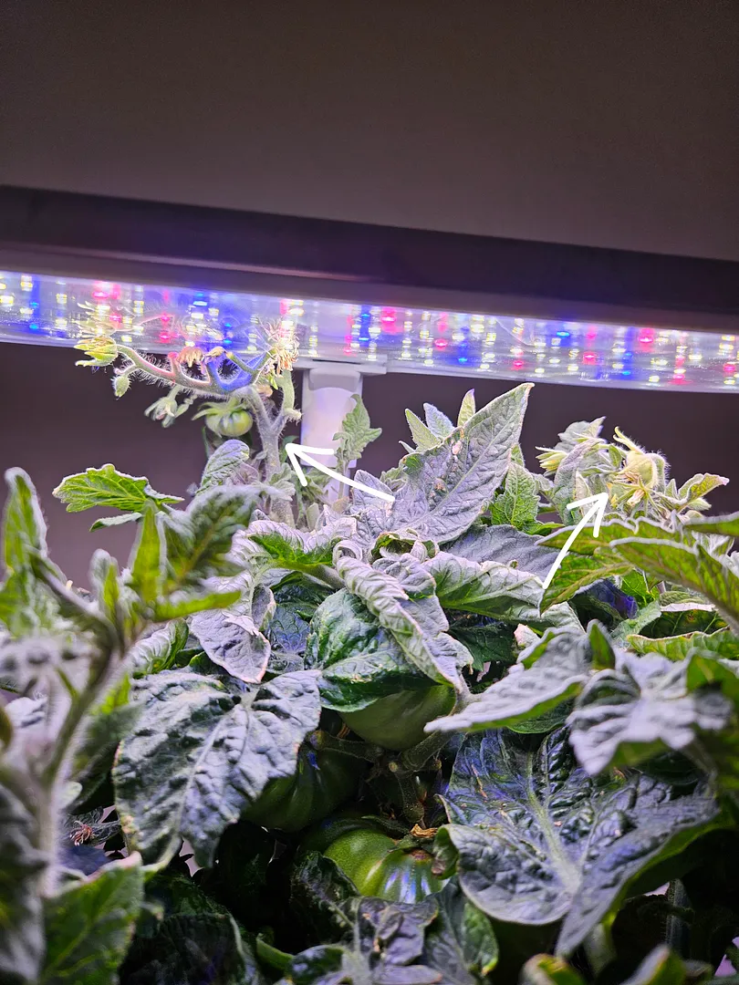 Update #1: News from the Dwarf Awesome growing in a Bounty Elite, at 111 days. The third of the original three tomatoes is …