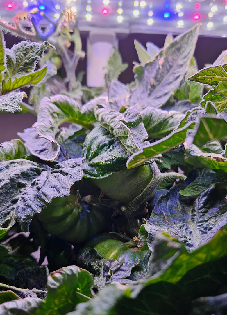 Update #1: News from the Dwarf Awesome growing in a Bounty Elite, at 111 days. The third of the original three tomatoes is …