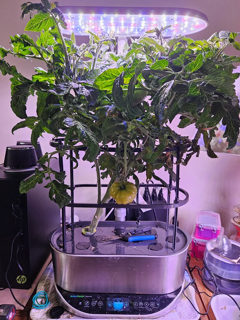 Update #1: News from the Dwarf Awesome growing in a Bounty Elite, at 111 days. The third of the original three tomatoes is …