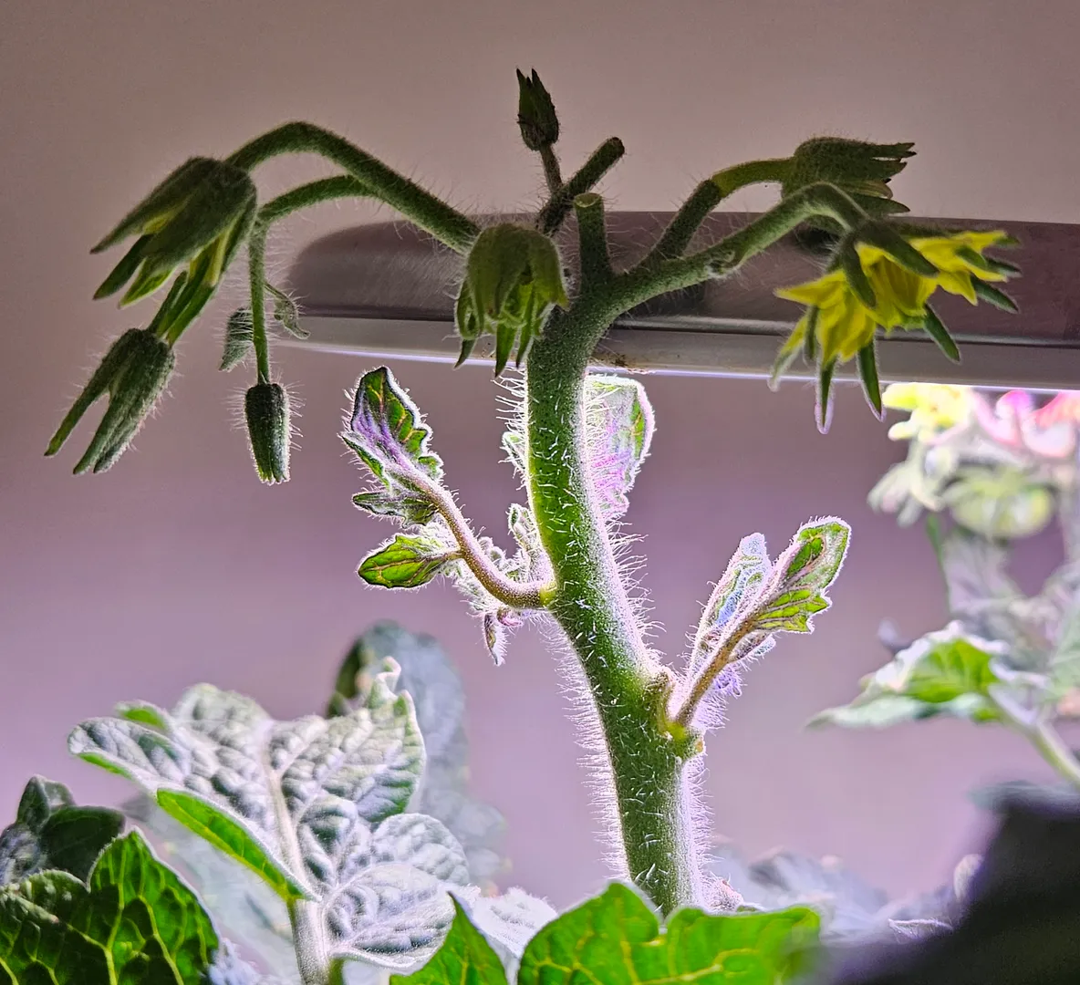 Update #1: News from the Dwarf Awesome growing in a Bounty Elite, at 111 days. The third of the original three tomatoes is …