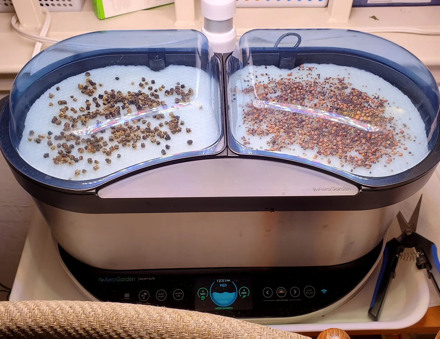 Update #2: Harvested the current batch of microgreens after 8 days. The beet/chard sprouts tasted like beets and chard, but…