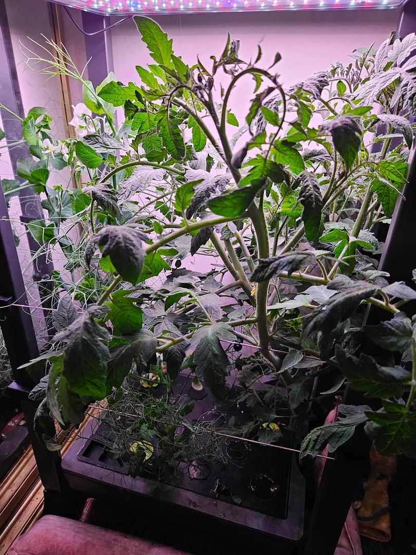 Update #3: At day 62, the "Easy Peasy" vines have blooms and peapods! They are holding their own against the vigorous Paul …