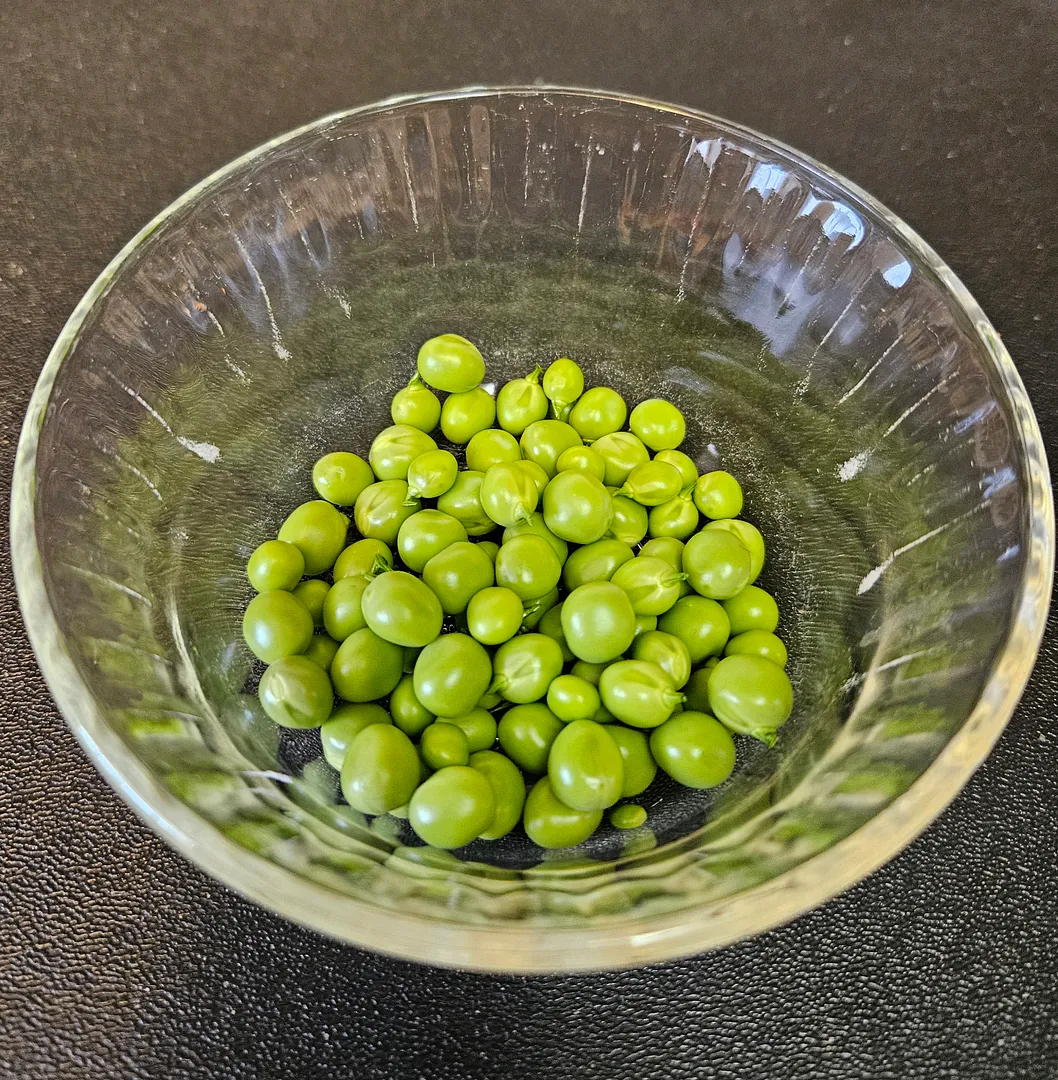 Update #6: Today I harvested most of the peas. Definitely I let some of them stay too long, but they still tasted good (jus…