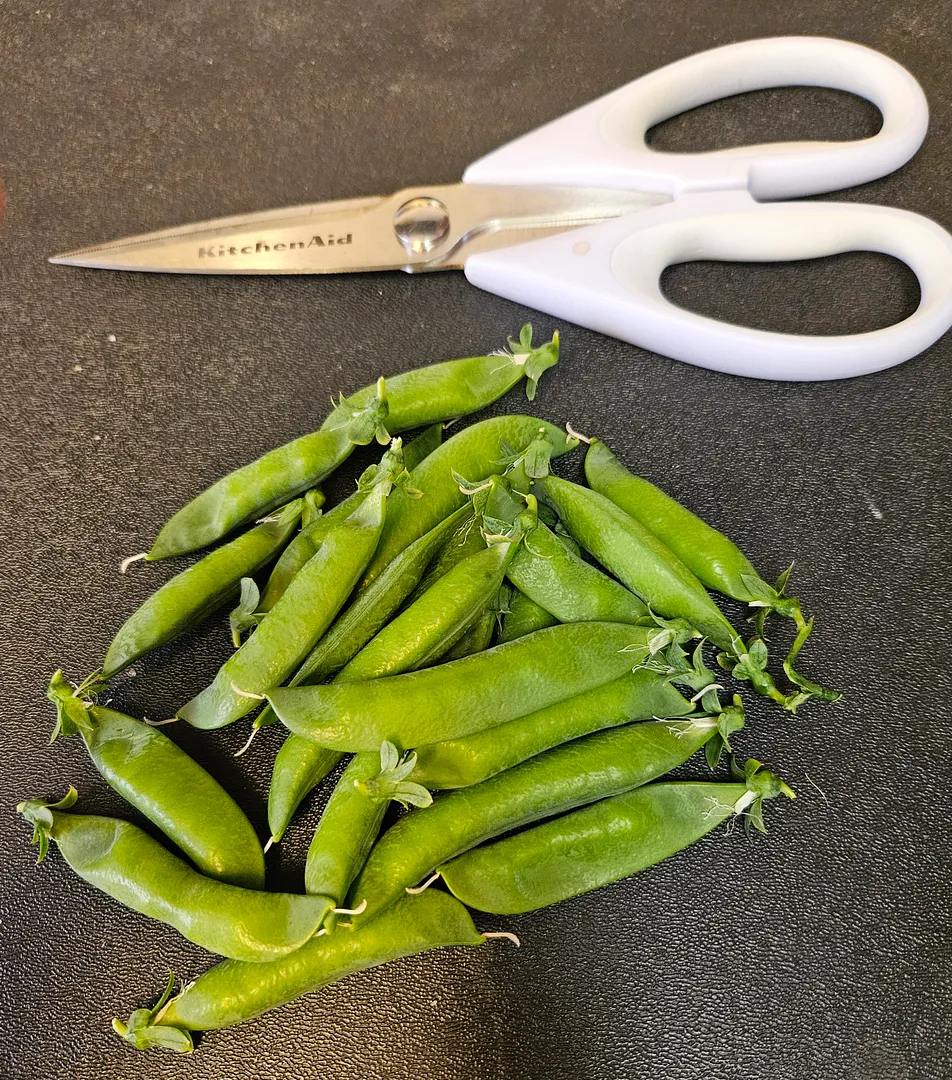 Update #6: Today I harvested most of the peas. Definitely I let some of them stay too long, but they still tasted good (jus…