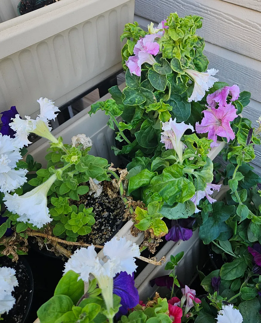 Update #15: The petunias are looking pretty good today. The pink one in the bottom tray is turning its leaves and flowers up…
