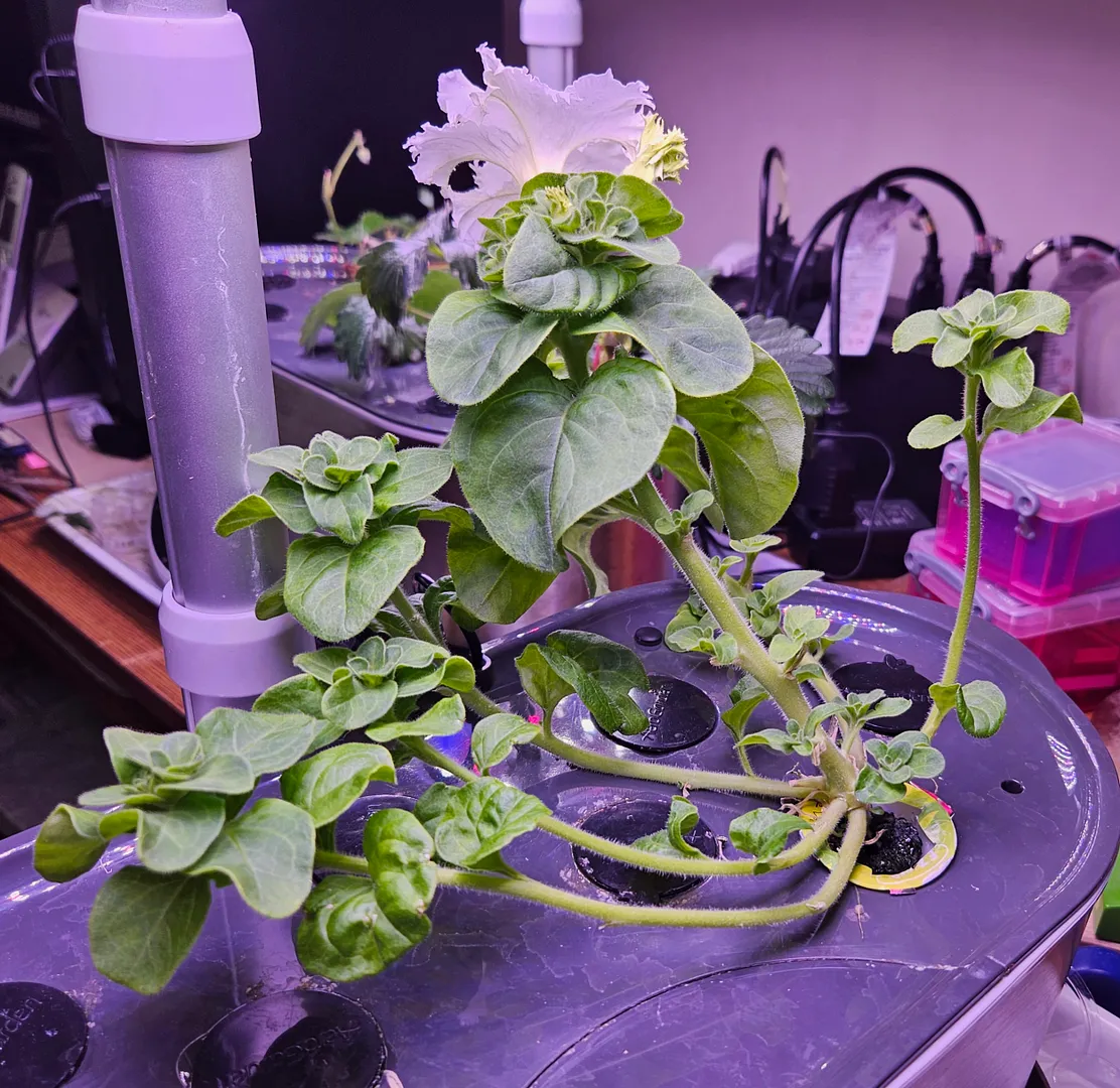 Update #9: The transplanted petunias continue to thrive. The lace veil petunia that I nearly killed by tearing its roots ha…