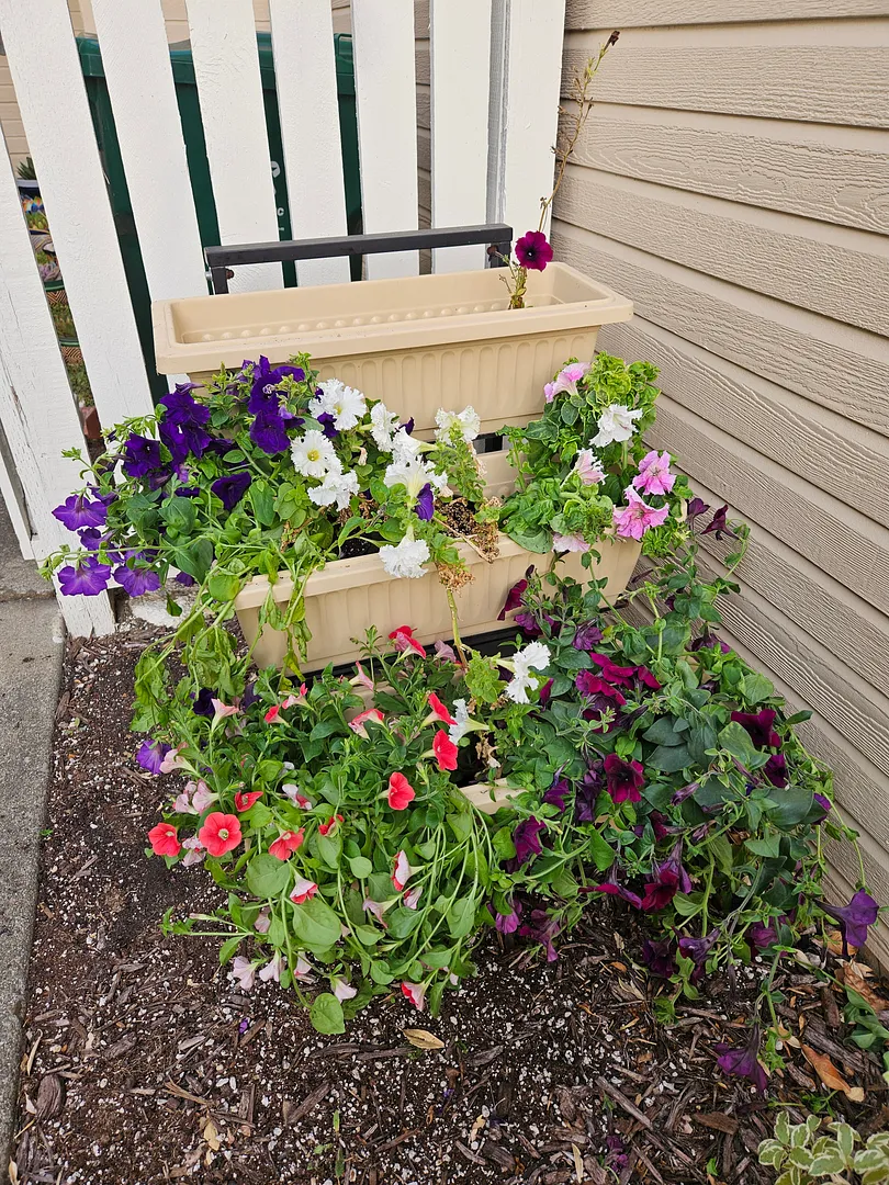 Update #14: My latest petunia gardens got completely out of hand:Yesterday I transplanted them to the outdoors display, even…