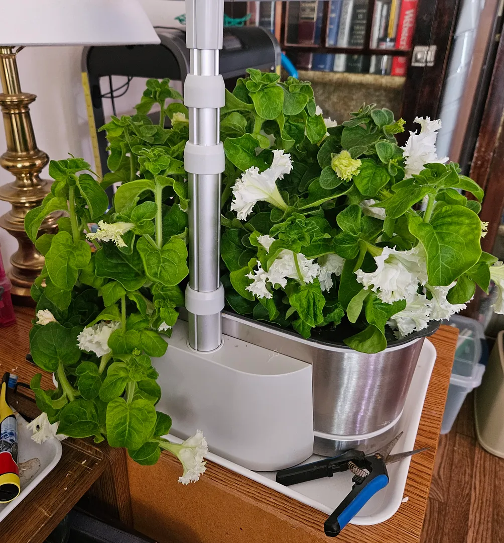 Update #10: These photos illustrate why you shouldn't be too quick to give up on an AG plant that you inadvertently damage. …
