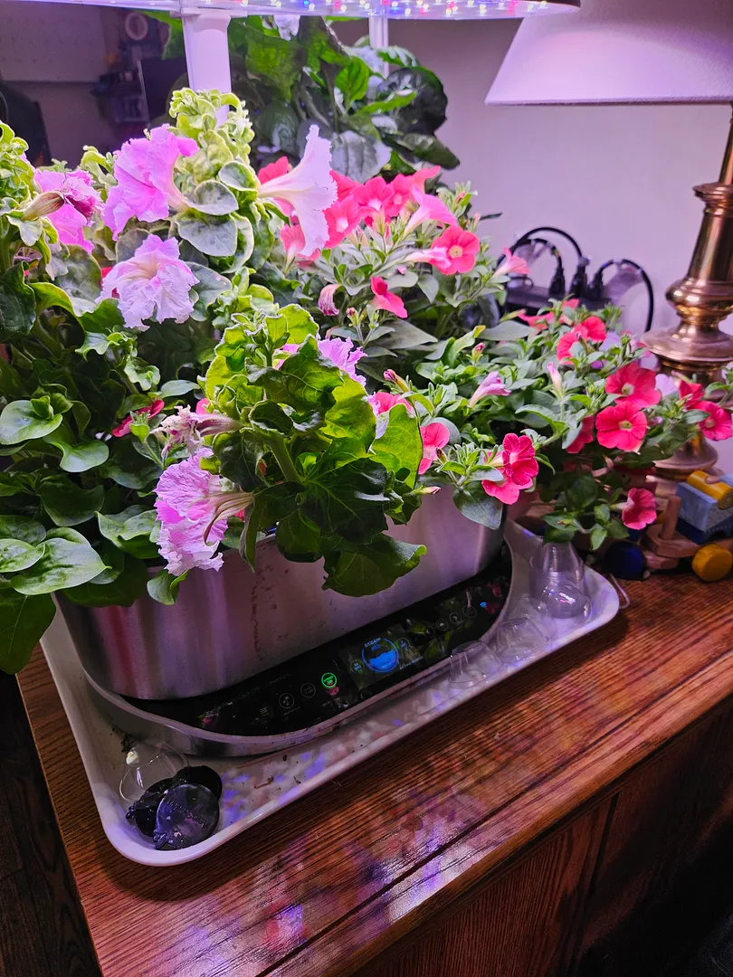 Update #14: My latest petunia gardens got completely out of hand:Yesterday I transplanted them to the outdoors display, even…