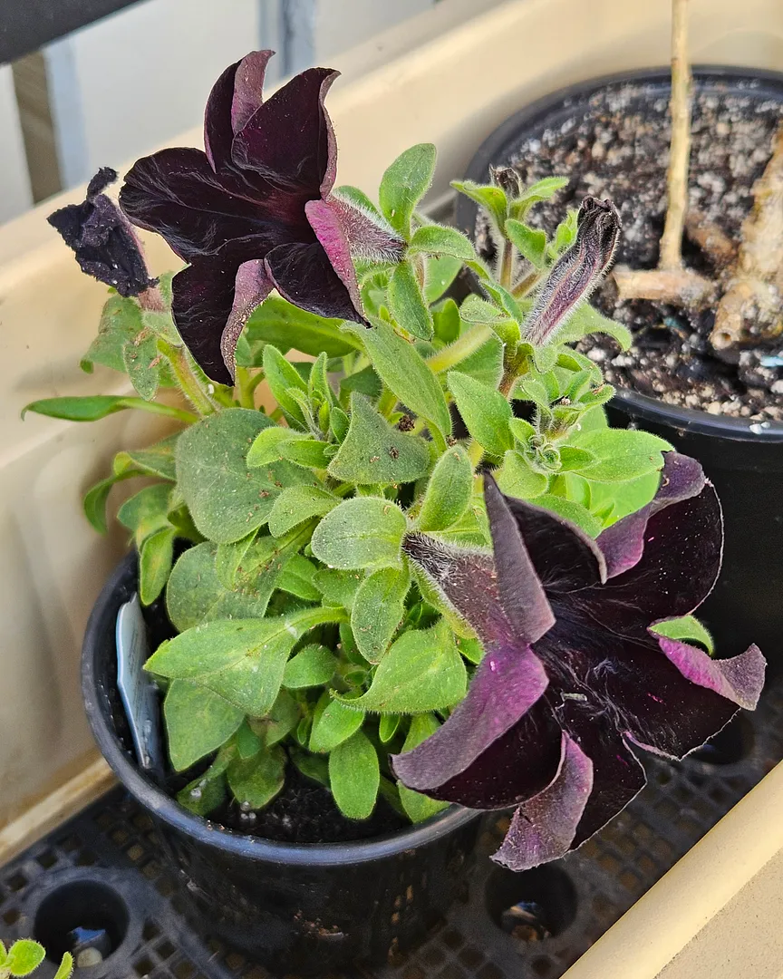 Update #6: The "Black Mamba" petunia is rather astoundingly black! Dark purple on the outside, but deep black on the inside…