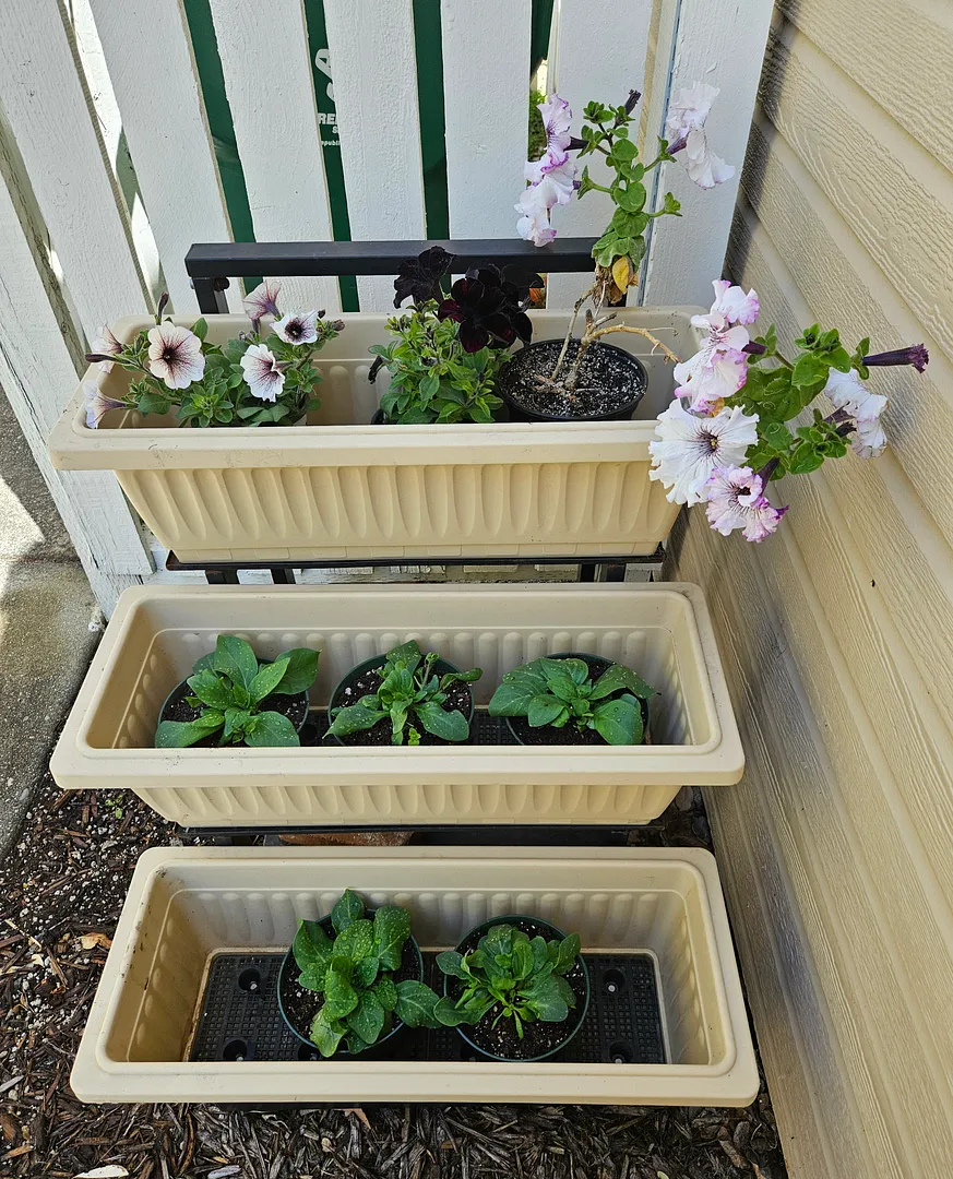 Update #7: The Petunia seedlings have been coming along nicely! I thinned them about a week ago, and switching the pumo to …
