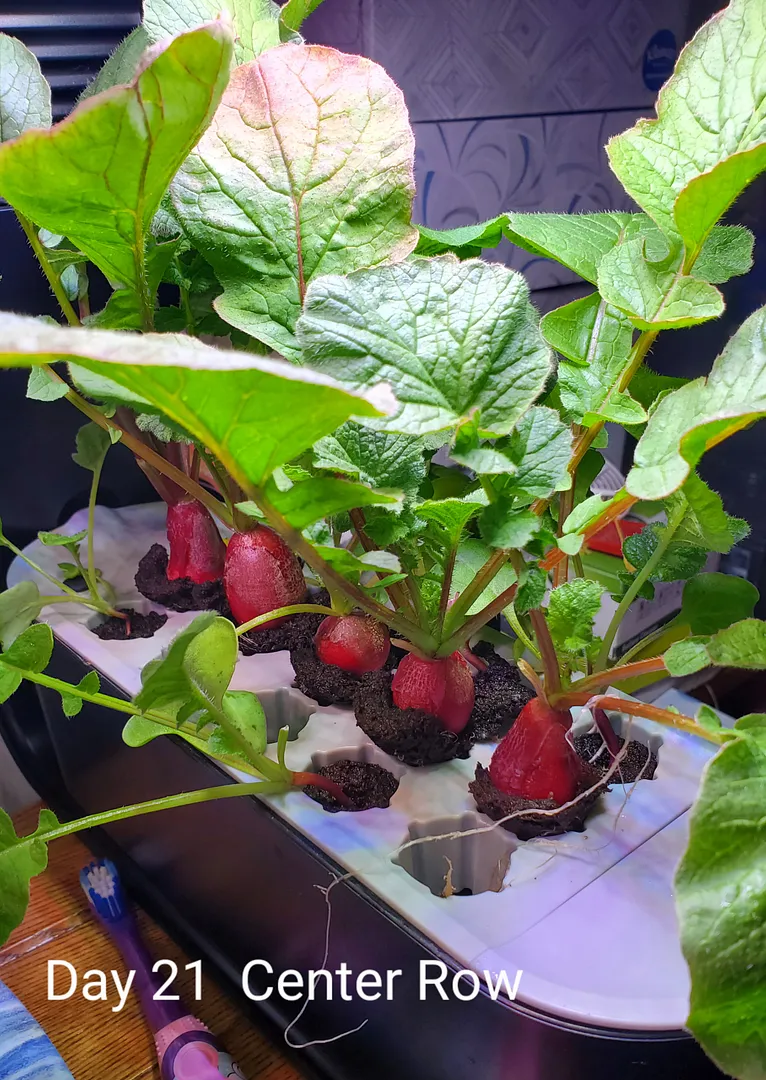 Update #6: It's the Day 21 (6/6/22) Radish Reveal!The left and center rows of the Sprout seed starter did fine. The sponges…