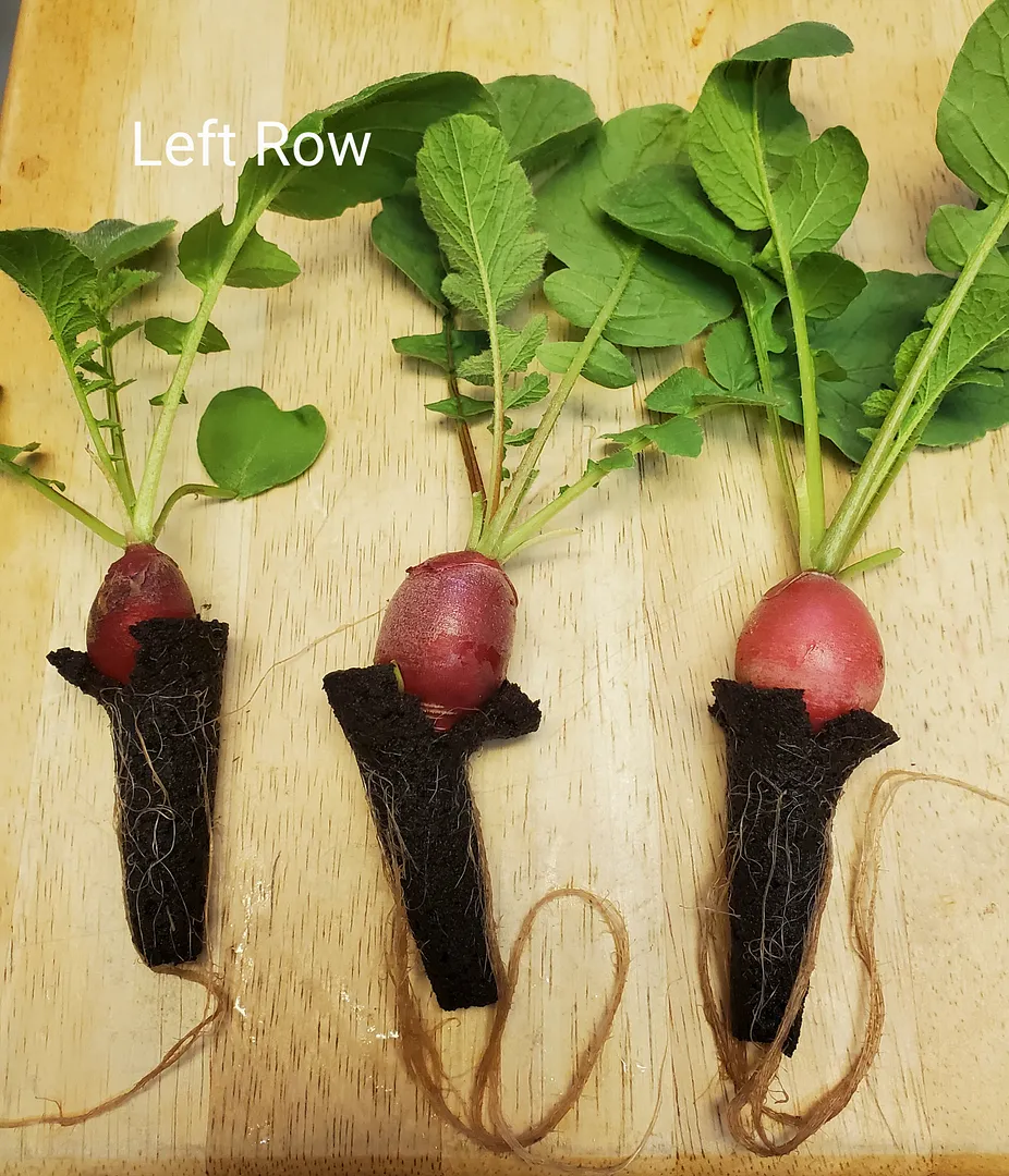 Update #6: It's the Day 21 (6/6/22) Radish Reveal!The left and center rows of the Sprout seed starter did fine. The sponges…