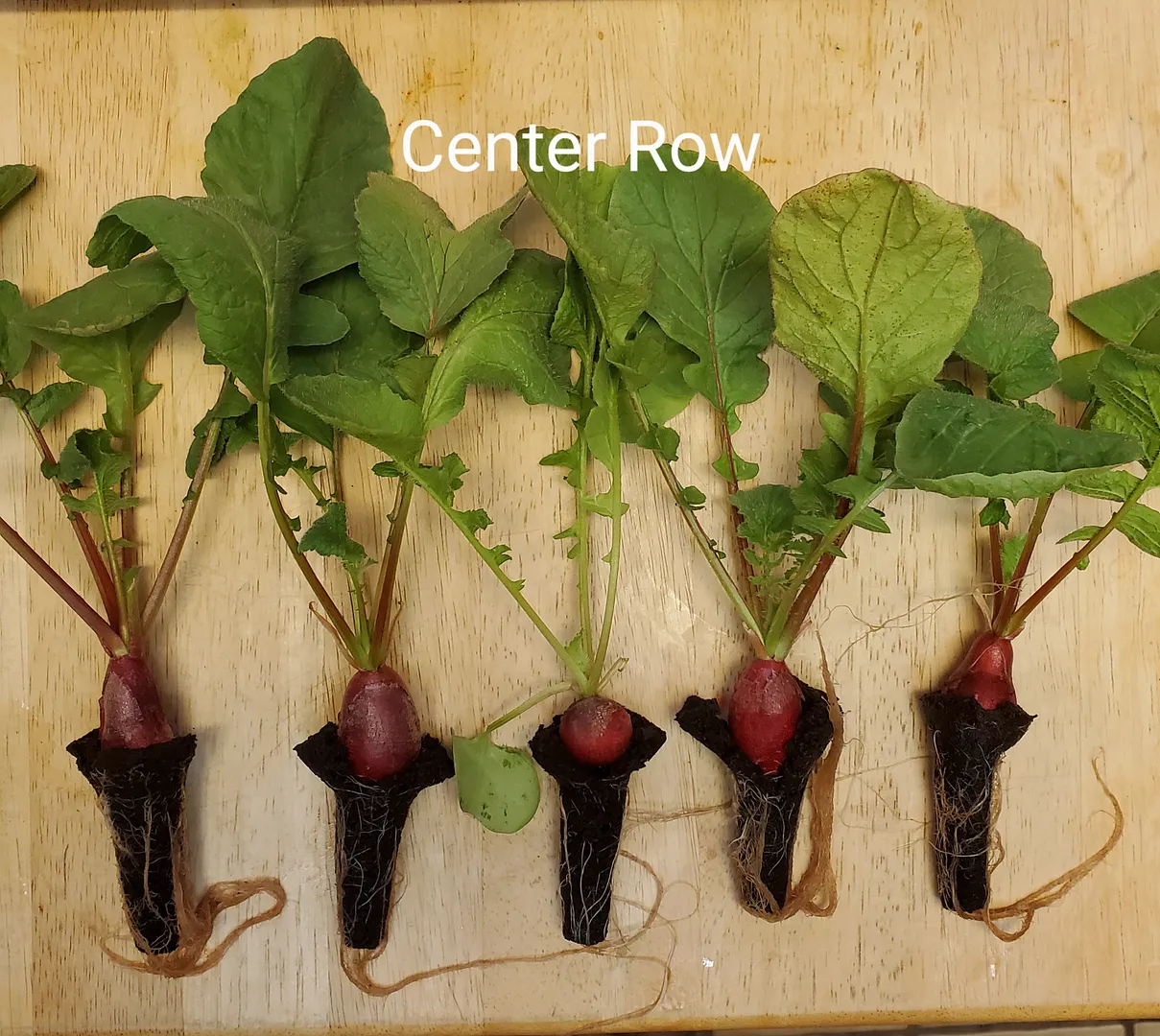 Update #6: It's the Day 21 (6/6/22) Radish Reveal!The left and center rows of the Sprout seed starter did fine. The sponges…