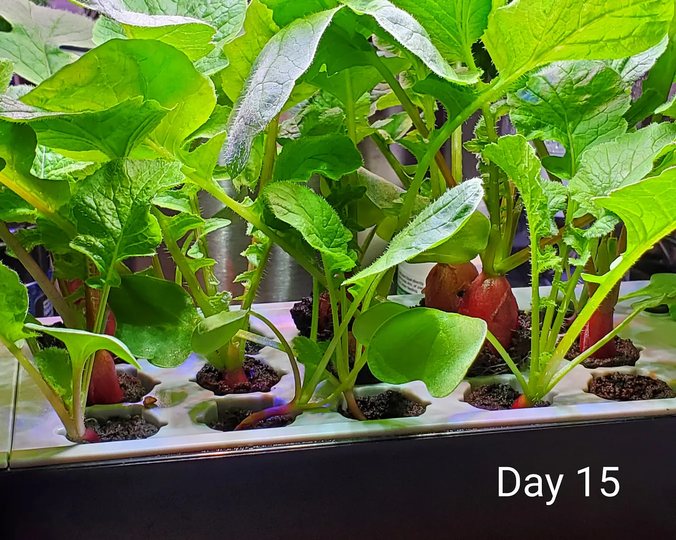 Update #5: Day 15. Here is the promised photo of how fast the radishes are growing, depending on how close their row is to …