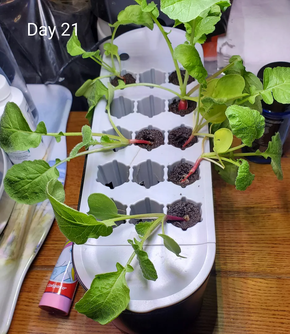 Update #6: It's the Day 21 (6/6/22) Radish Reveal!The left and center rows of the Sprout seed starter did fine. The sponges…