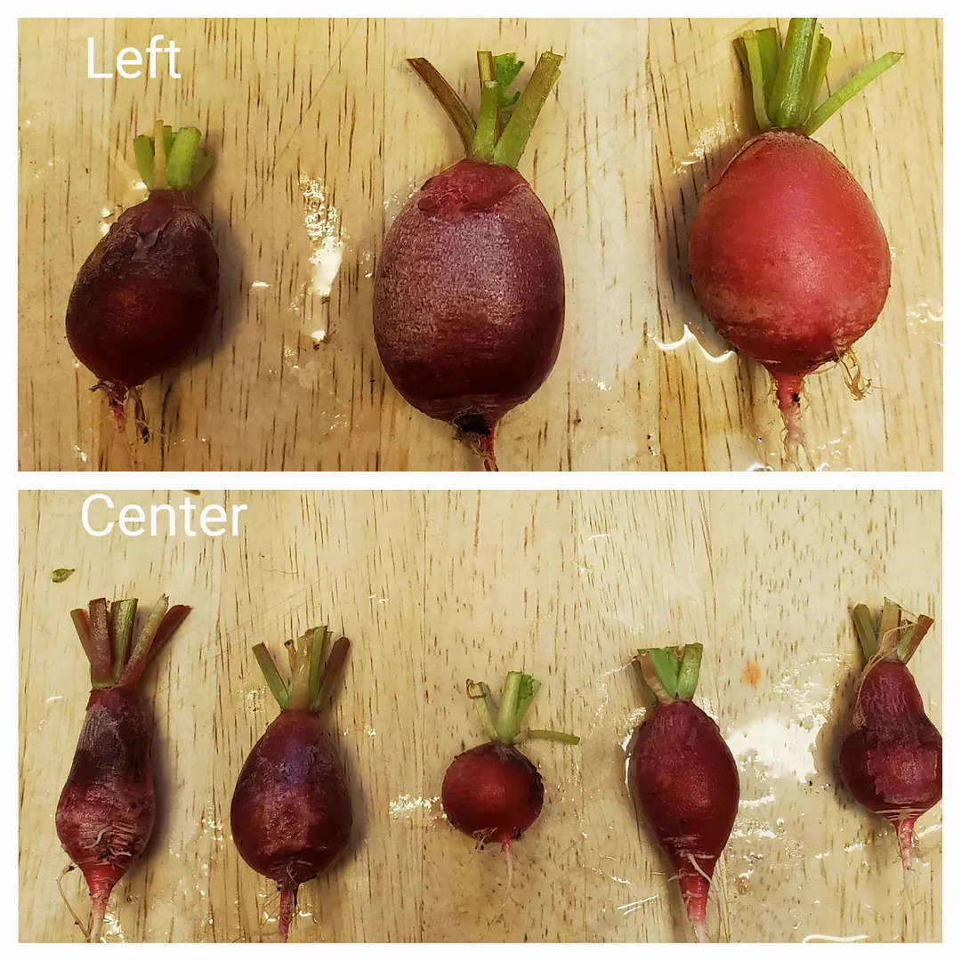 Update #6: It's the Day 21 (6/6/22) Radish Reveal!The left and center rows of the Sprout seed starter did fine. The sponges…