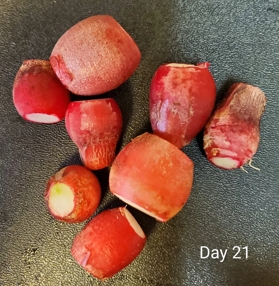 Update #6: It's the Day 21 (6/6/22) Radish Reveal!The left and center rows of the Sprout seed starter did fine. The sponges…