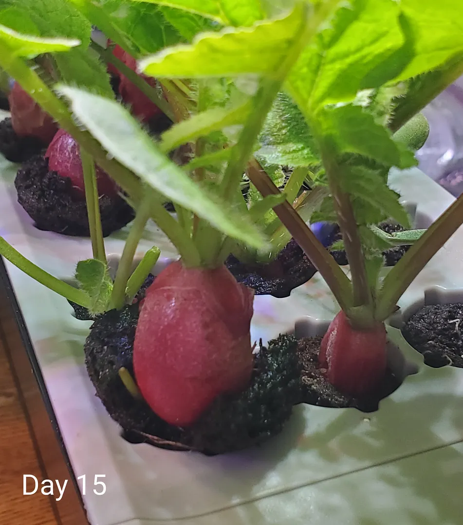 Update #5: Day 15. Here is the promised photo of how fast the radishes are growing, depending on how close their row is to …