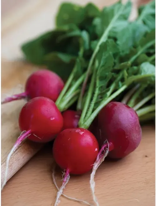 Update #7: Day 19. The radishes portion of this project is ended today (3/6/22). You definitely can grow radishes alongside…